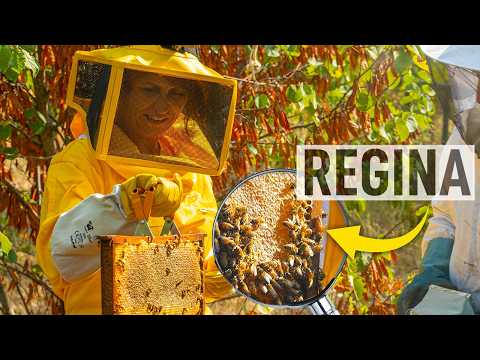 API nell'orto: come iniziare con l'apicoltura 🐝