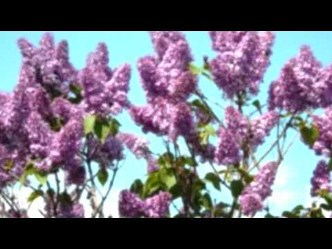 savila se grana jorgovana.wmv