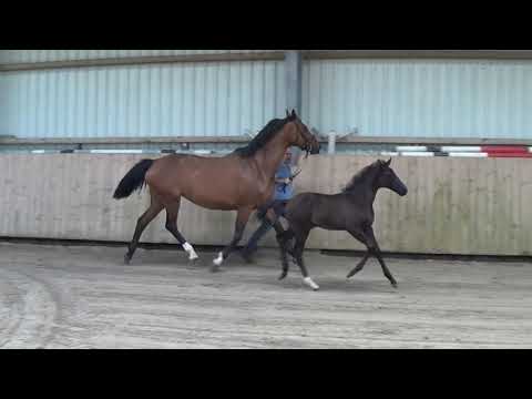 Stutfohlen 2020 - Donier x L'Espoir