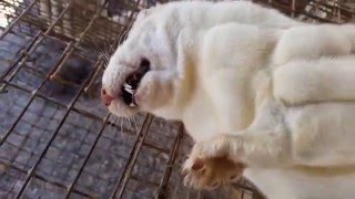 Caged, Tortured and Gassed – The Life of Minks and Foxes on a US Fur Farm