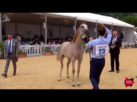 N.23 NESJ EL YULIAH - Menton 2018 - Yearling Fillies (Class 1B)