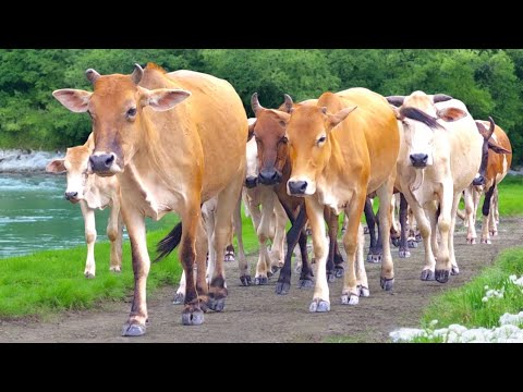 Tous les après-midi, des vaches apprivoisées sont rassemblées - des vaches qui dansent, des bruits de vaches, des vaches, des vaches amusantes, des vaches qui mangent de l'herbe.2