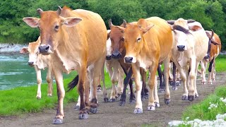 Tous les après-midi, des vaches apprivoisées sont rassemblées - des vaches qui dansent, des bruits de vaches, des vaches, des vaches amusantes, des vaches qui mangent de l'herbe.2