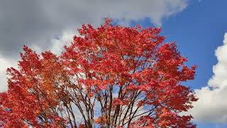 HEALING TIME in forest