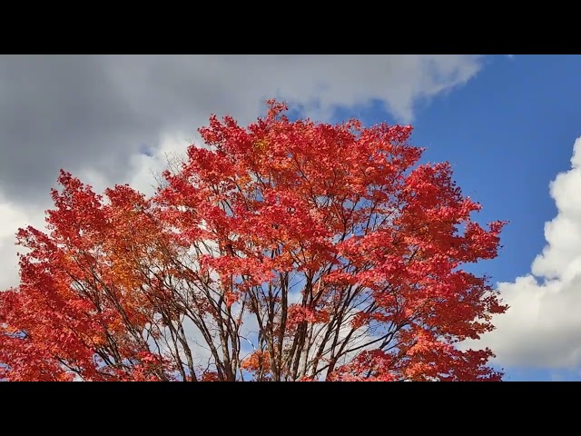 HEALING TIME in forest
