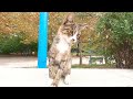 Homeless Skinny Tabby Cat And One Eyed Tuxedo Cat Are Very Hungry They Want Food