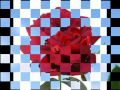Warm with Lyrics The Lettermen   YouTube