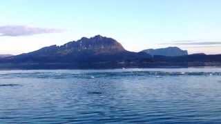 preview picture of video 'School of Atlantic mackerel hunting small fish - Andørja, Northern Norway'