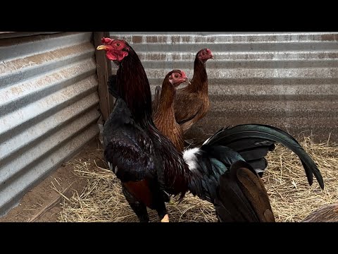 Foster Kelso and Cardinal Club Kelsos