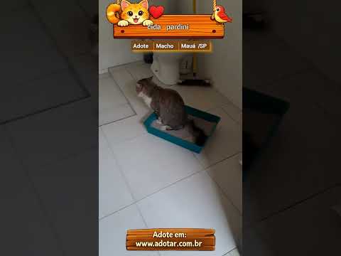 Vídeo de cida pardini