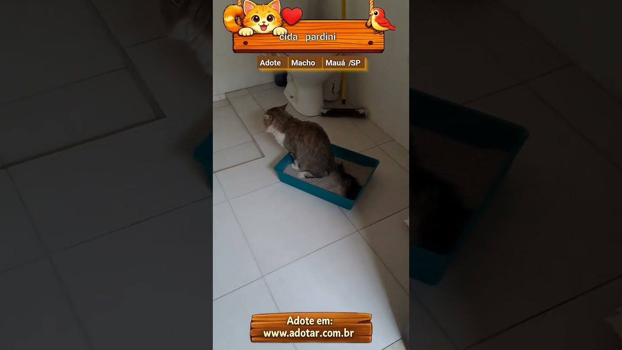Gato raça SRD-ViraLata idade 2 anos nome cida pardini