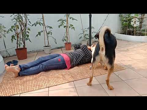 smart dogs@doglovers