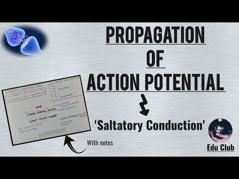 Propagation Of Action Potential | Saltatory Conduction || Nerve Muscle Physiology