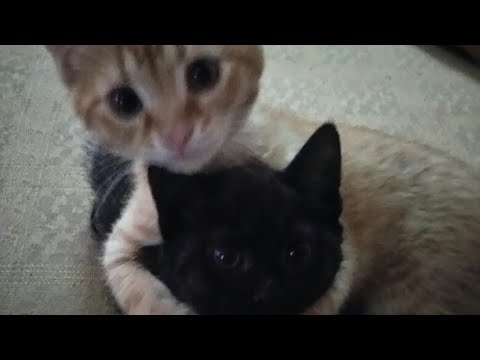 Stay with me i don’t want you to leave (speed up)🫀✨ tik tok song