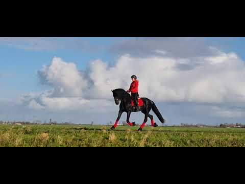 Stal Okkema's Ipe - Jurre x Reinder - stallion - 1.69m - 2018