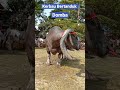 Kerbau Bertanduk Domba Short Shortvideo Shorts Domba
