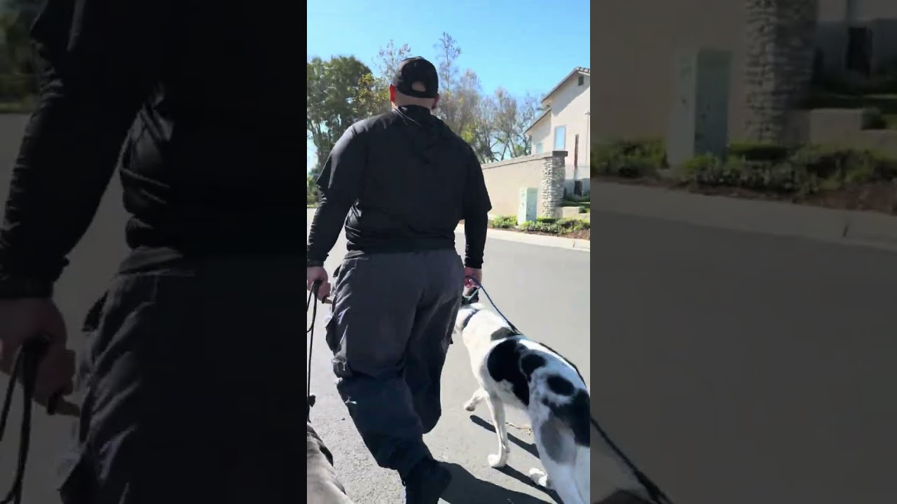 Enlarge Dice, a Adoptable Pit Bull Terrier in Encino, CA video 6/6