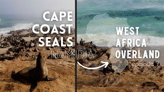 200,000 Cape Fur Seals along the Cape Coast of Namibia - West Africa Overland Episode 7