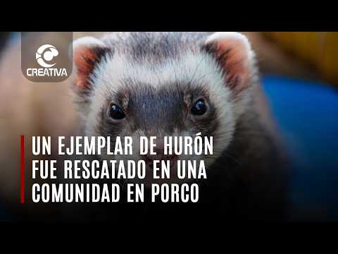 UN EJEMPLAR DE HURÓN FUE RESCATADO EN PORCO