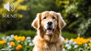 Verso del cane che abbaia | Dog barking sound