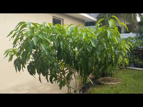 Valencia pride mango🥭