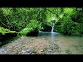 Babbling Stream Sound With Melodic Birdsong Under The Big Forest Relaxing Nature Sounds