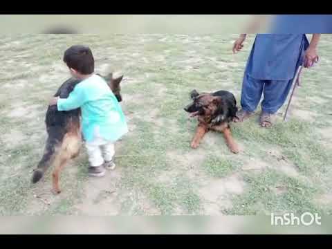 Burhan with two German Shepherds Ramzi and Roma. #baby #germanshepherd #dogs