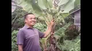 preview picture of video 'pisang emas bertandan 2'