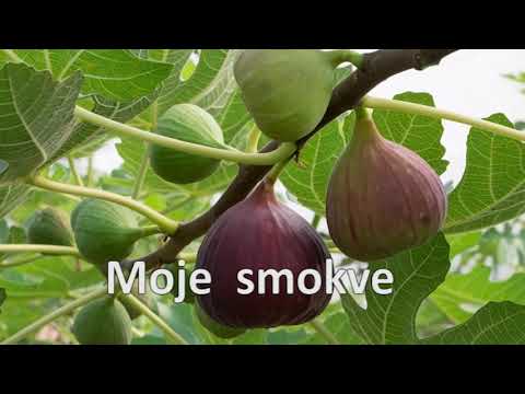 Plantaža smokve u Grockoj - prskanja nema, zarade ima!