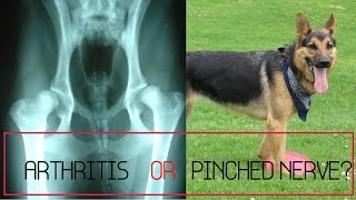 My Dog Has What?  Arthritis OR Pinched Nerve