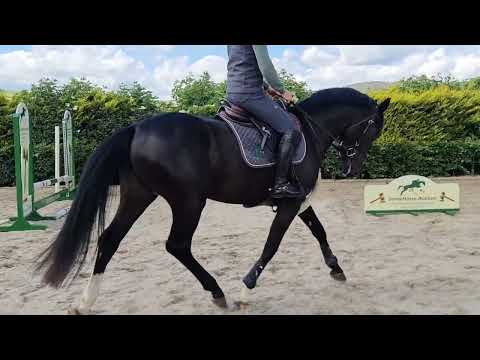 Veneziano Van't Merelsnest - Ridden flat work