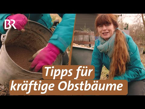 Weeding, fertilizing, and mulching for healthy fruit trees | Querbeet