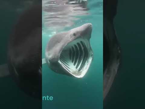 Conheça o tubarão-elefante! O 2º maior peixe do mundo! #shorts