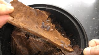 How to Culture Isopods