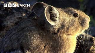 שעה של רגעים של חיות בר בילוסטון | BBC Earth