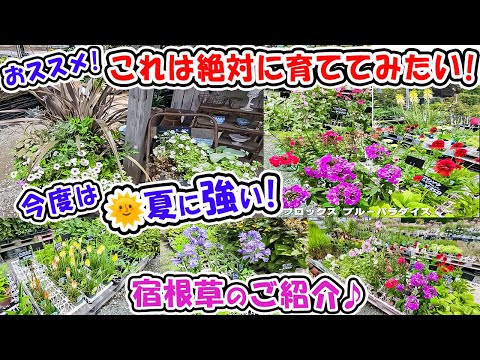 庭にゴシキヒワを誘引する百日草の開花植物