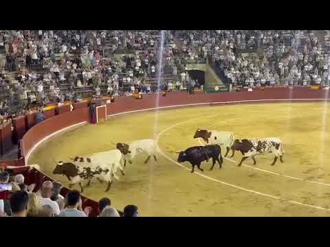 💯LARGA VIDA A ALOS TOROS BRAVO💪🏼 INDULTA ROMÁN COLLADO UN TORO DE SANTIAGO DOMECQ 🇪🇸 📍Valencia