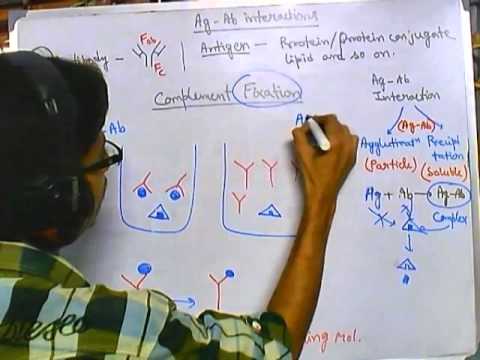 Complement fixation test