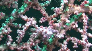 preview picture of video 'Rhinopias, Pygmy seahorse and Nudibranch in Lembeh'
