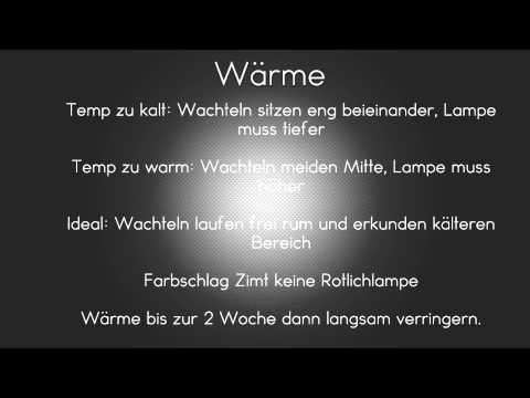 , title : 'Wärmelampe |Kükenaufzucht 3|'