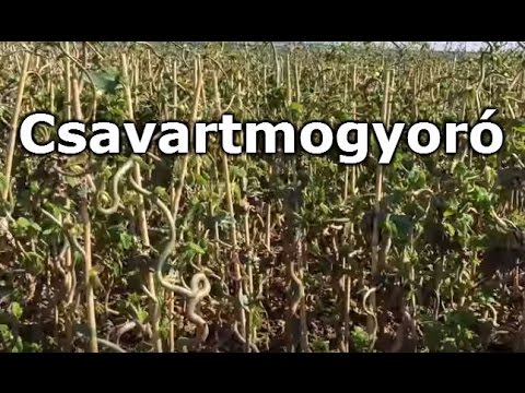 Corylus avellana 'Contorta' - Csavartmogyoró cserje