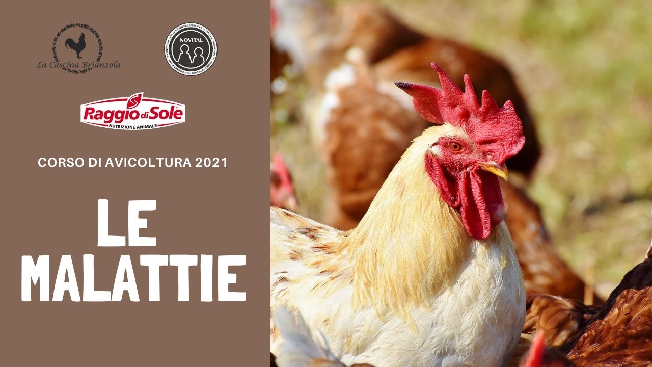 Corso Avicoltura 2021 - Incontro con la Veterinaria