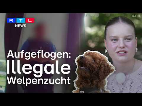 Welpen-Hölle: Das schmutzige Geschäft illegaler Hundezüchter