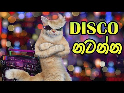 Disco Natanna | ඩිස්කෝ නටන්න | Cat Music Video