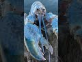 Blue Lobster Theme Song Shorts Memes 1