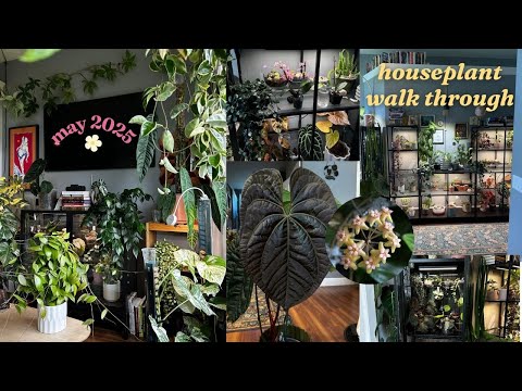walk through my indoor jungle in may 🌸 new plants, flowers, & lots of updates!
