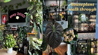 walk through my indoor jungle in may 🌸 new plants, flowers, & lots of updates!