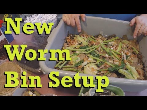 New worm bin setup - vermicomposting