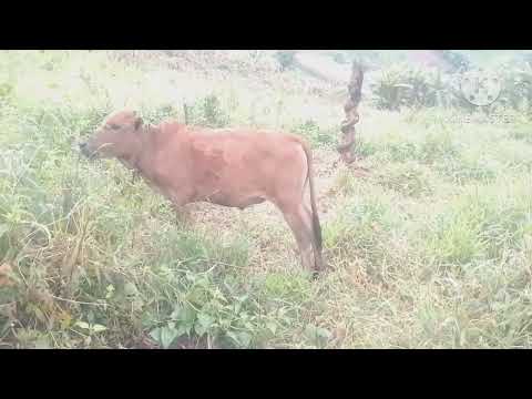 tshuab ib zag qeej noob nrws thaum ib tag hmo nawb lawv 2/11/2023