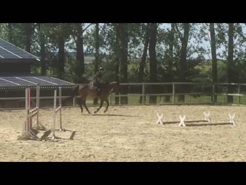 Tira von Worrenberg, Stute, OS, Tornesch x Calando I, geb. 2012